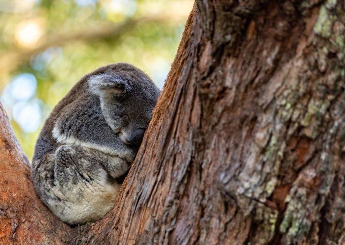 Koala bear sleeping a tree at Port Stephens Koala Sanctuary, One Mile