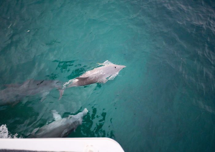 Dolphin watching on a Jervis Bay Wild expedition