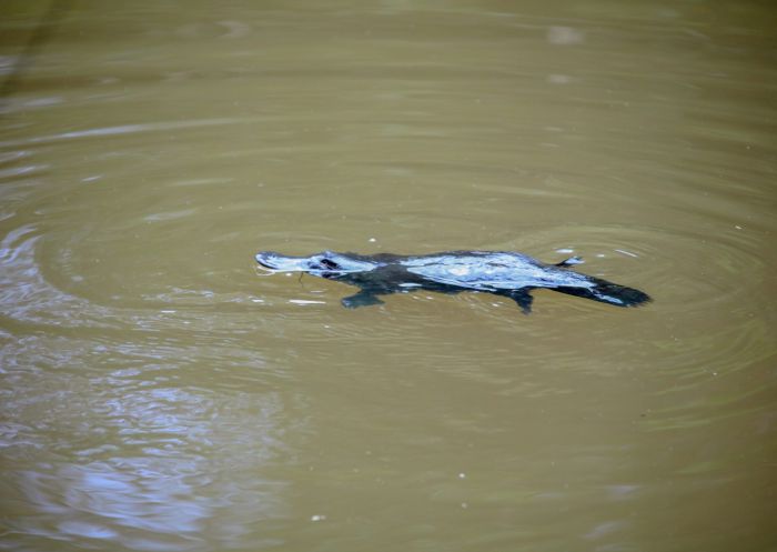 Platypus swimming in a waterway during a Vision Walks Eco Tours experience in the Byron Bay hinterland