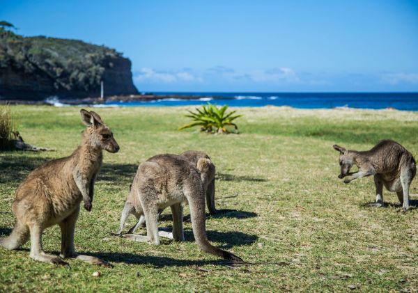 Kangaroos grazing at Pebbly Beach in Murramarang National Park, South Coast