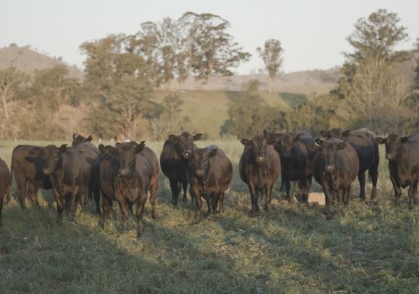 Three Blue Ducks Episode 1: Port Stephens & Barrington Coast - Mackas Australian Black Angus Beef, Gloucester