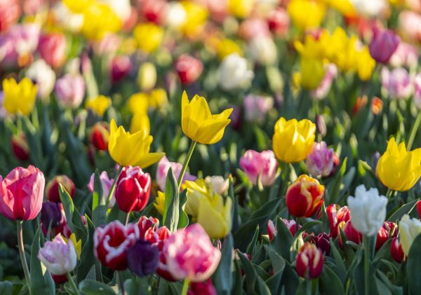 Tulip Time Festival