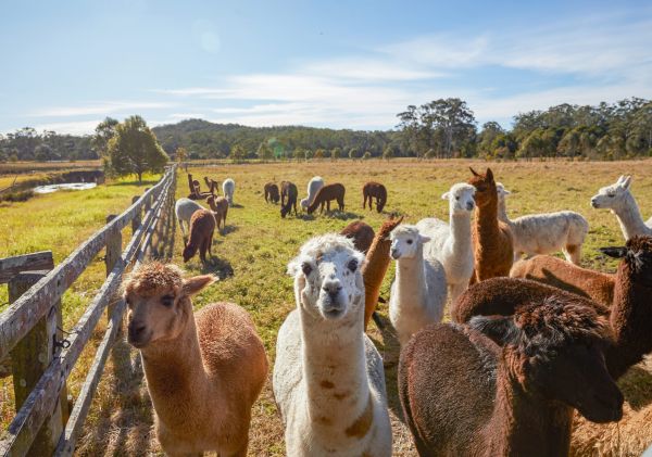 Iris Lodge Alpacas, Jilliby, Central Coast