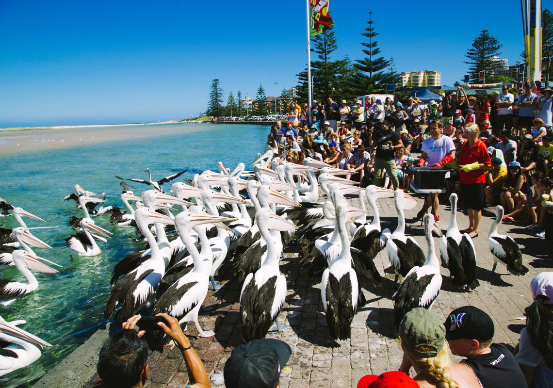 The Entrance - Pelican Feeding - Central Coast