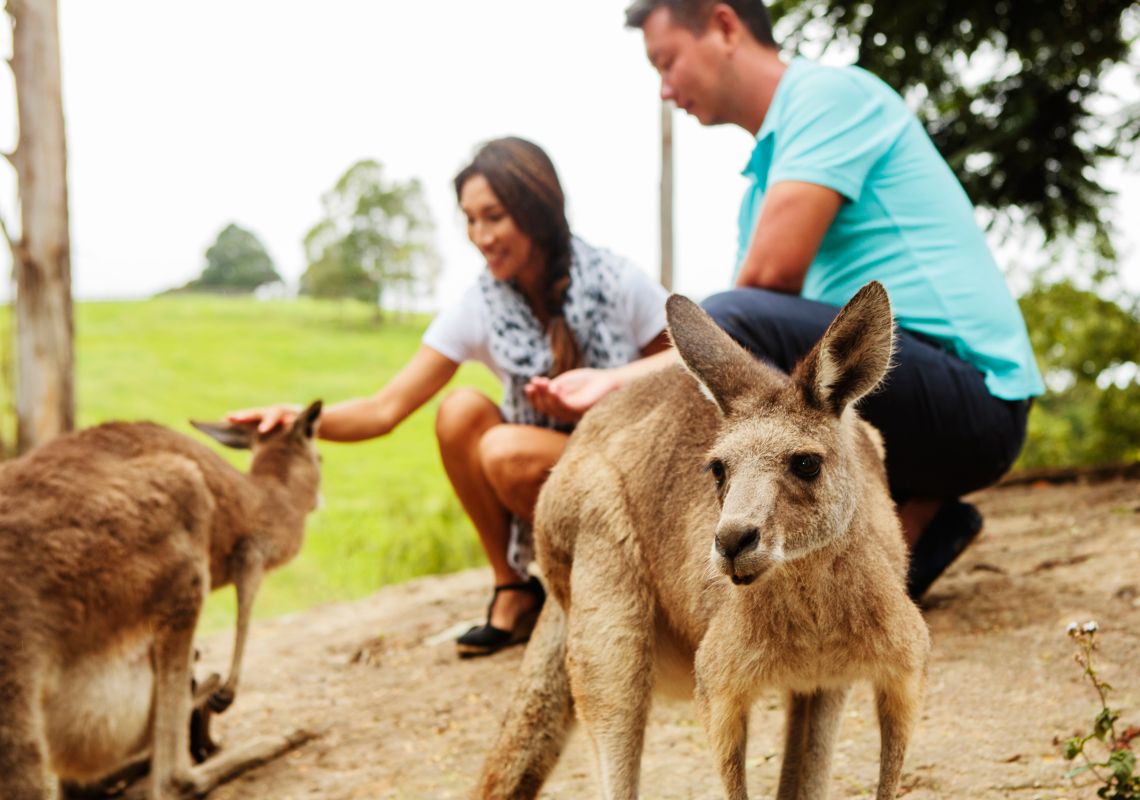 Couple petting kangaroos at Tropical Fruit World, near Kingscliff