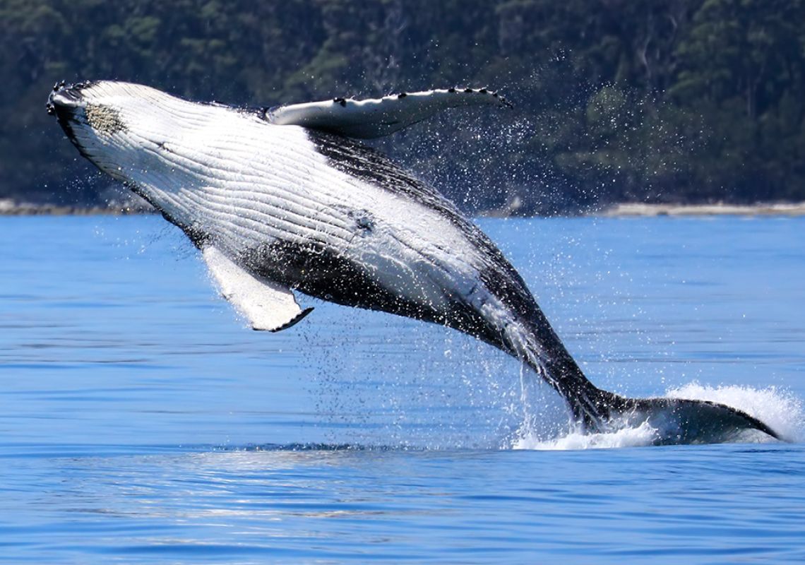 visit nsw whales