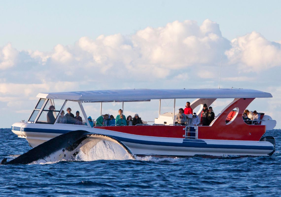 whale watching tours south coast nsw