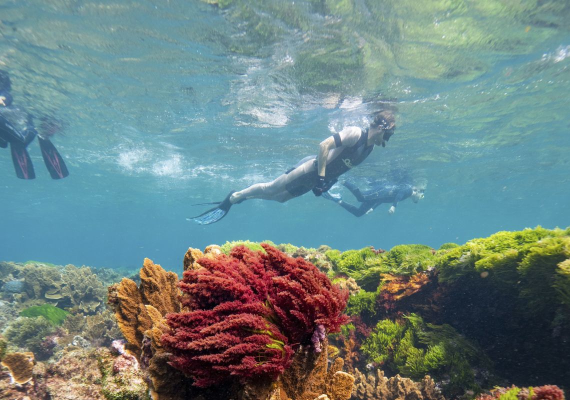 Snorkelling, Diving and Water Sports on Lord Howe Island