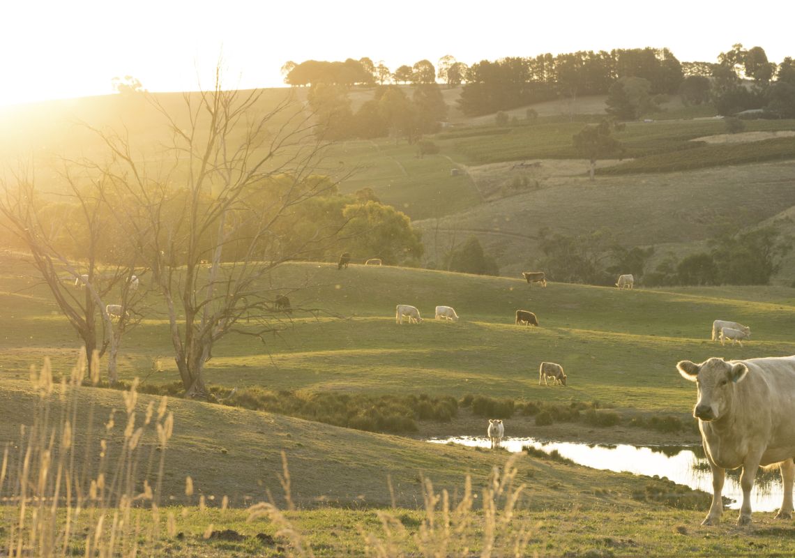 Tumbarumba NSW - Plan A Holiday - Accommodation, Attractions & Wines