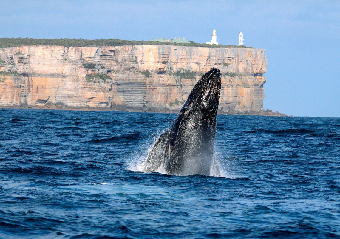 Whale Watching NSW - Whale Watching Season, Activities & Migration