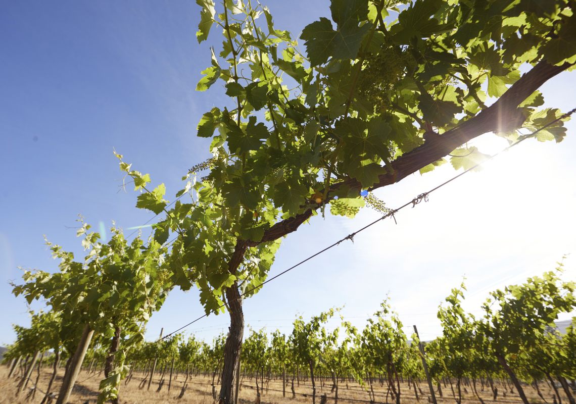 Lake George Winery Vineyards - Goulburn Area 