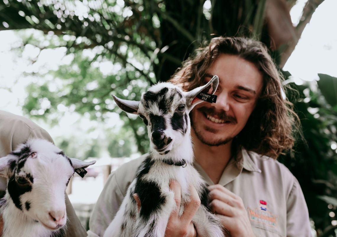 Macadamia Castle - Nigerian Dwarf Goats