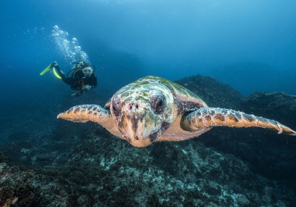 Scuba diver watching a turtle on a scuba dive at Julian Rocks in Byron Bay, North Coast