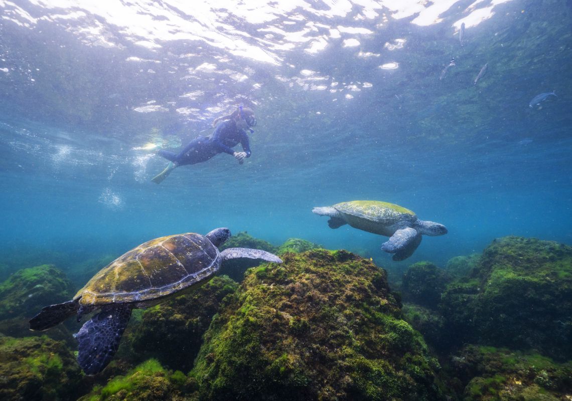 Local sea turtles around Cook Island - Fingal Head - North Coast