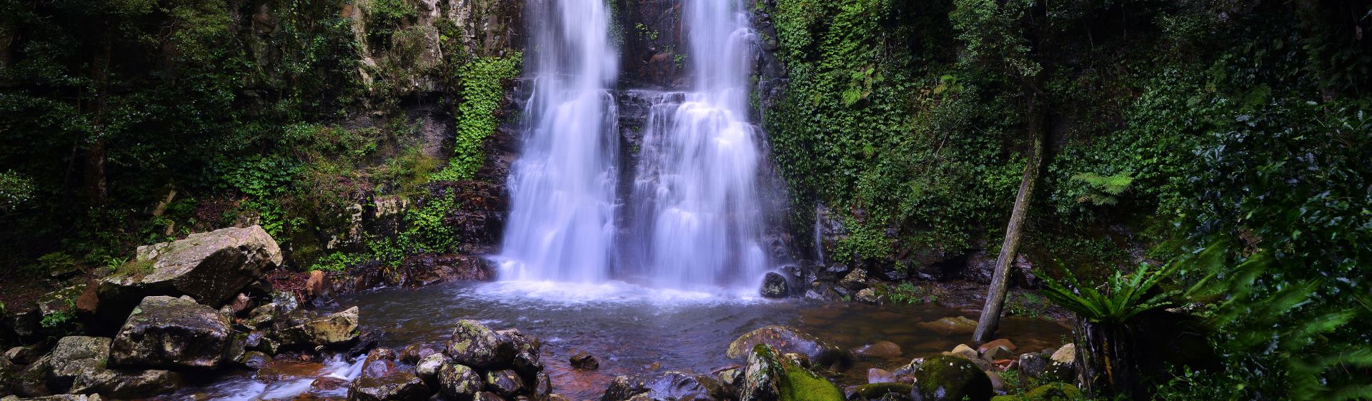 Minnamurra Rainforest – South Coast NSW | Visit NSW