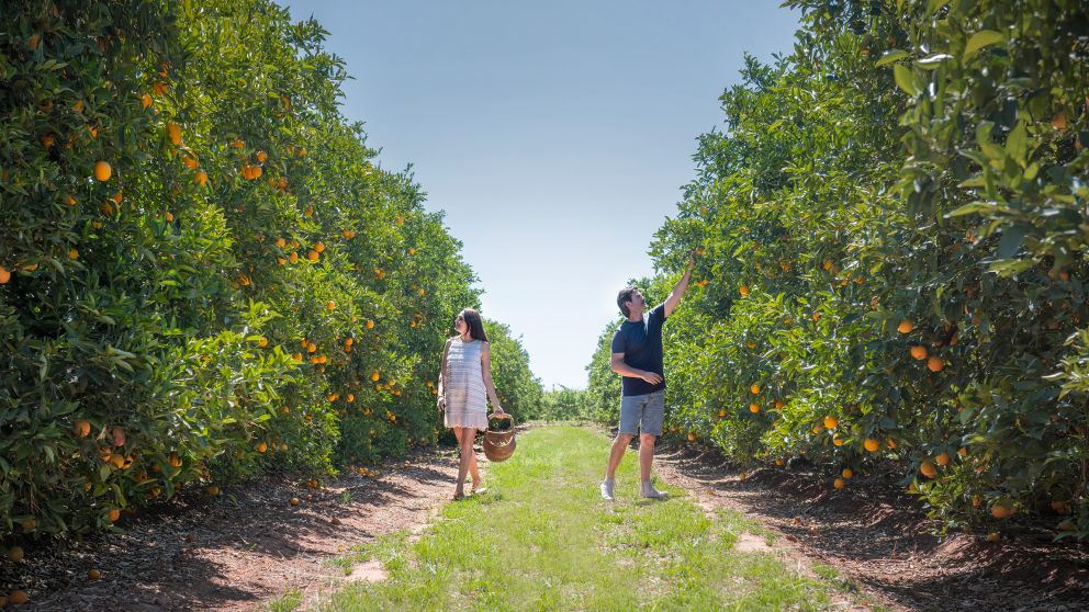 Catania Fruit Salad Farm - The Riverina