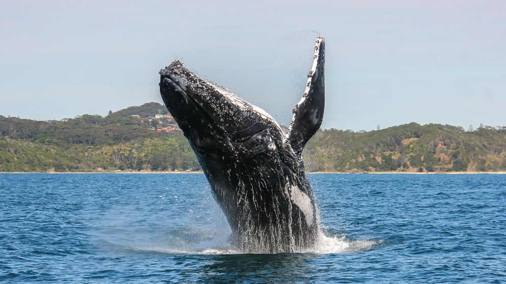 Whale Watching in Port Macquarie – Tours, Cruises, Vantage Points and ...