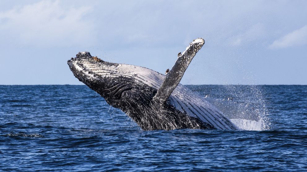 Whale Watching NSW - Whale Watching Season, Activities & Migration