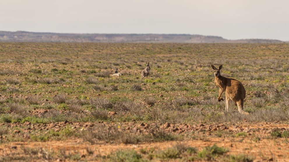 Kangaroos in the outback in Sturt National Park at Tibooburra in Corner Country, Outback NSW