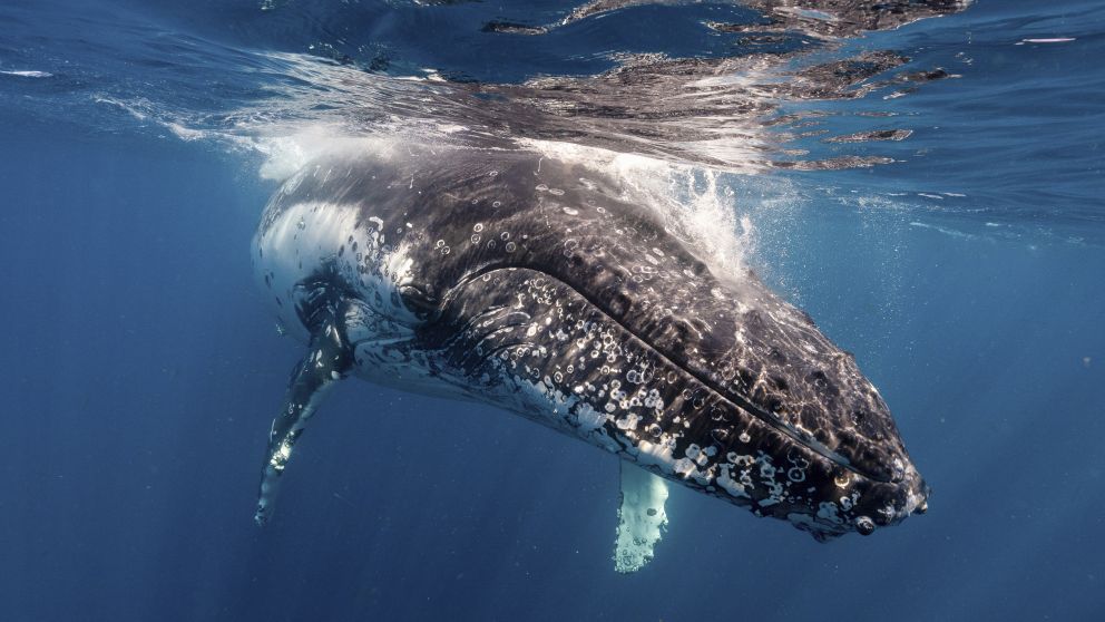 Whale watching in NSW | Visit NSW