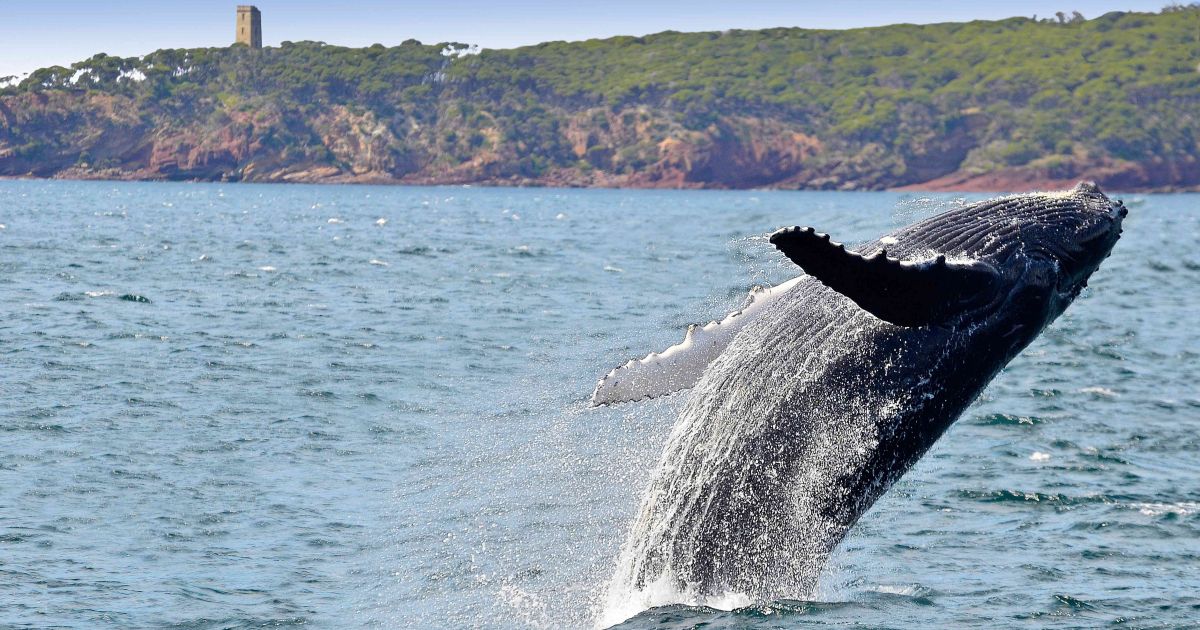 Whale Watching NSW - Whale Watching Season, Activities & Migration