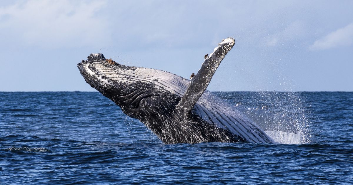 Whale Watching NSW - Whale Watching Season, Activities & Migration