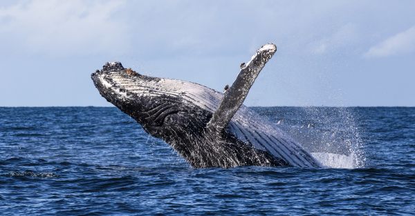 Top whale-watching tours & vantage points in Jervis Bay | Visit NSW