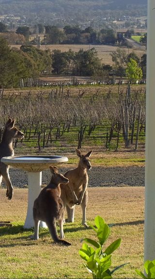 Gathering spot around the Bird Bath at Small Forest Wine in Denman, Upper hunter