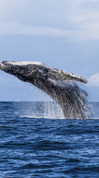 Humpback whale, Jervis Bay - Credit: Jordan Robins