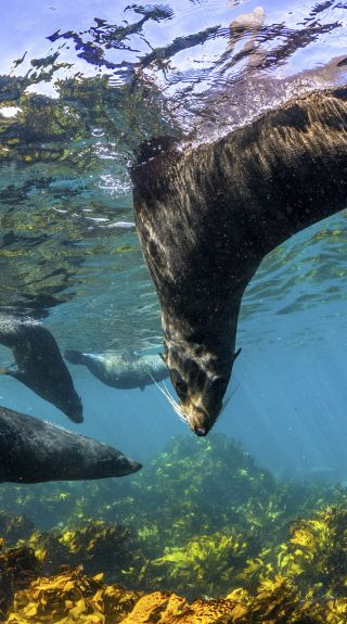 Seals playfully swimming in Jervis Bay, South Coast