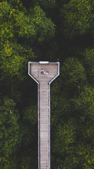 Aerial overlooking the Dorrigo Skywalk attraction in Dorrigo National Park