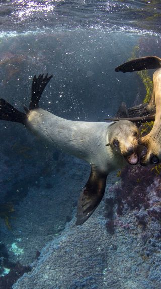 Fur seals swimming around Montague Island in Narooma, Batemans Bay Area, South Coast