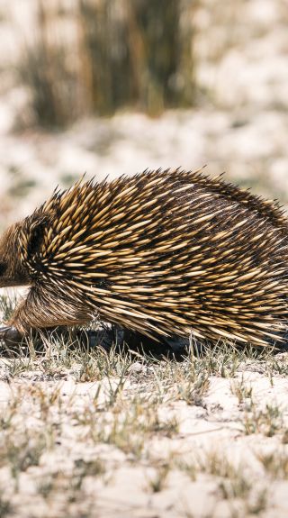 Echidna walking across sand along the Bingi Dreaming Track, Meringo, Batemans Bay & Eurobodalla Area