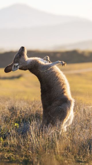 Kangaroo enjoying a scratch near the Look At Me Now Headland in Emerald Beach, North Coast