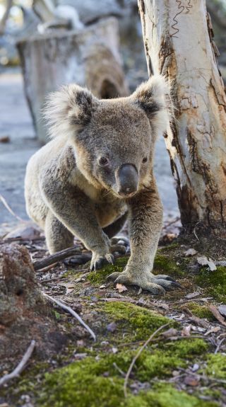 A resident koala at the Walkabout Wildlife Sanctuary, Calga in Gosford Area, Central Coast