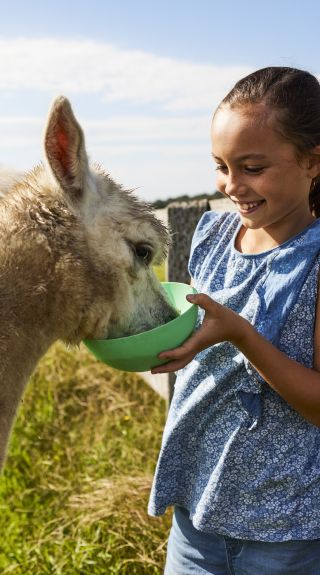 Feeding the alpaca at Iris Lodge, Jilliby