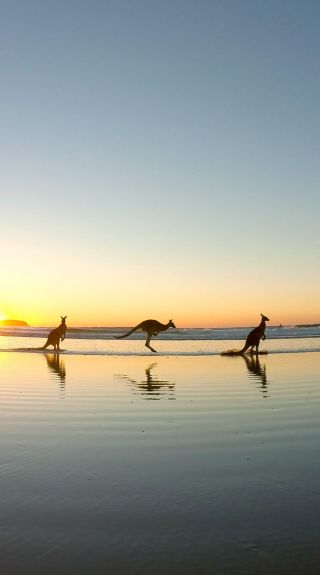 Kangaroos at Emerald Beach, Coffs Coast - Credit: Solitary Islands Surf School