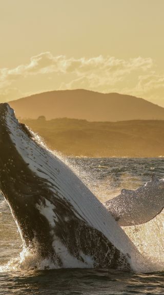 A humpback whale breaching as it passes the Port Stephens coast - Credit: Lisa Skelton