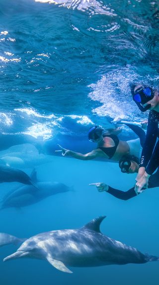 Swimming with dolphins, Port Stephens - Credit: ﻿Dolphin Swim Australia
