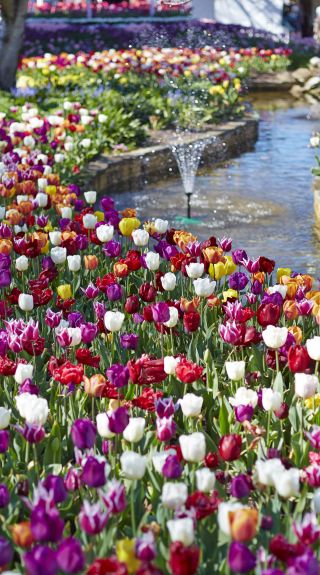 Tulip Time, Bowral