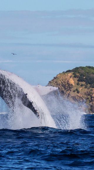 Whale breaching, Byron Bay - Credit: Wild Byron