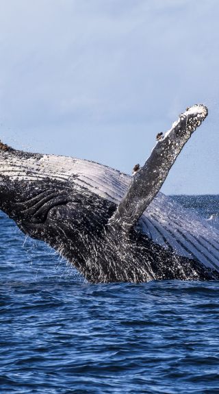 Humpback whale spotted breaching the waters, Jervis Bay