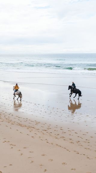 Zephyr Horses, Byron Bay