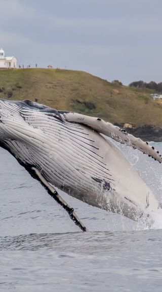A humpback whale near Tacking Point Lighthouse, Port Macquarie