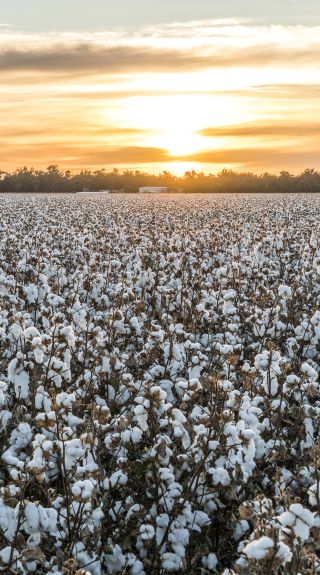 Sun rises over a cotton field in Condobolin