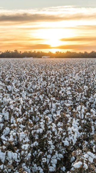 Sun rises over a cotton field in Condobolin