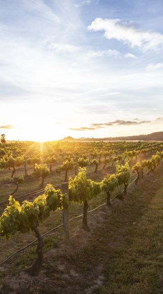 Burnbrae Wines, Mudgee