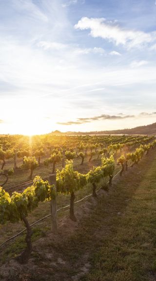 Burnbrae Wines, Mudgee