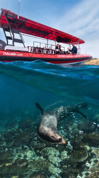 Underwater Safaris - Credit: Thurston Photo | Underwater Safaris
