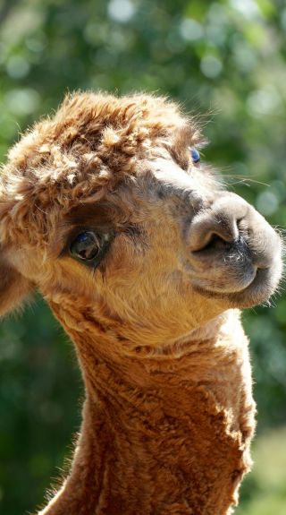 Nature's Echo Farm, Farm Tour with Animals - Credit: Mark Relf